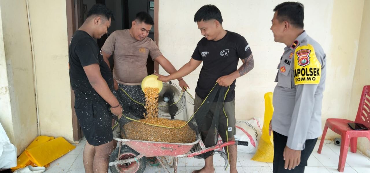 Tak Hanya Jaga Kamtibmas, Polisi di Mamuju Bantu Petani Keringkan Jagung