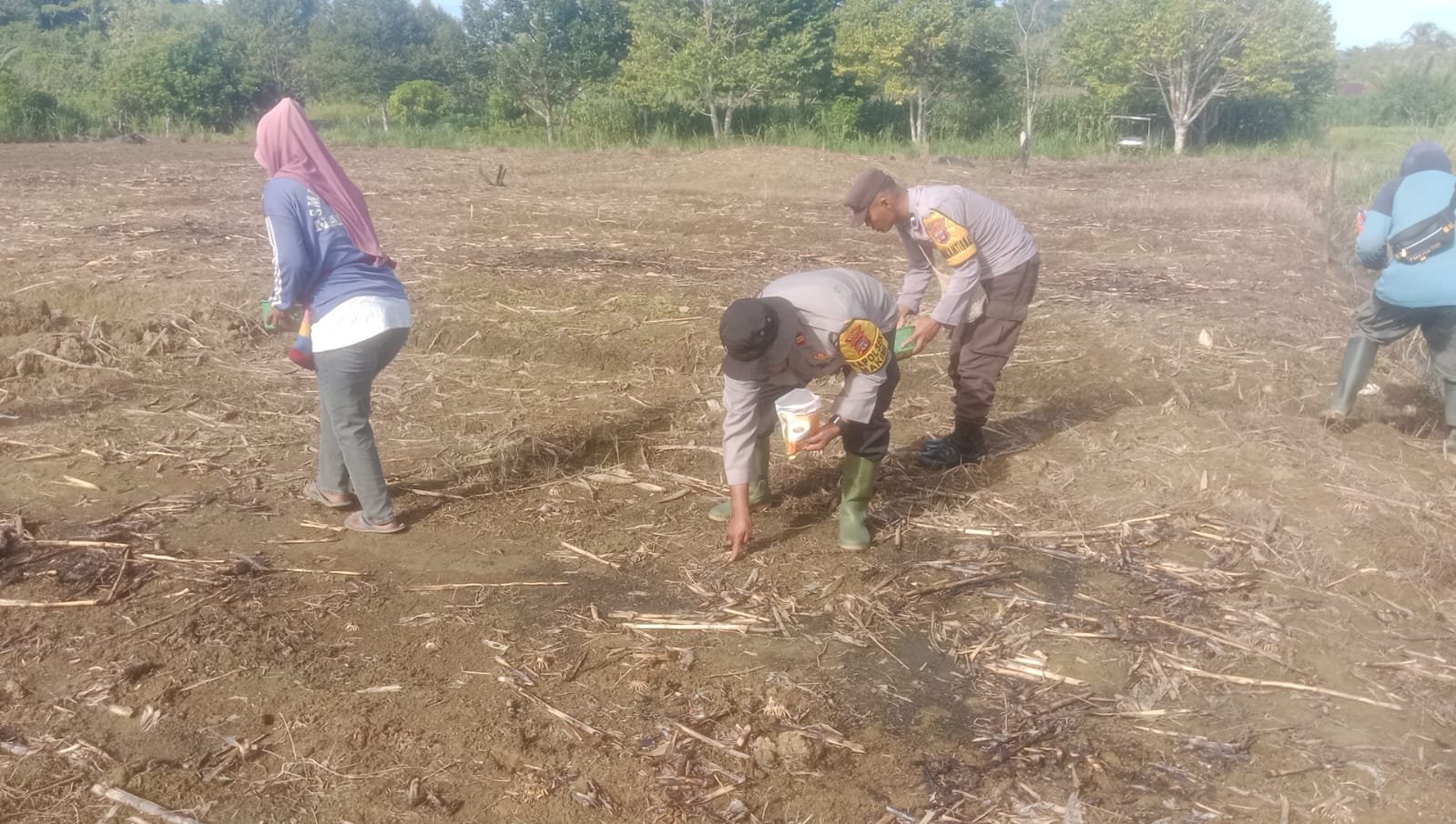 7.500 Meter Persegi Jagung Ditanam di Makimi, Polda Papua Tengah dan Polsek Makimi/Polres Nabire, Turun Langsung Dampingi Petani Dukung Ketahanan Pangan