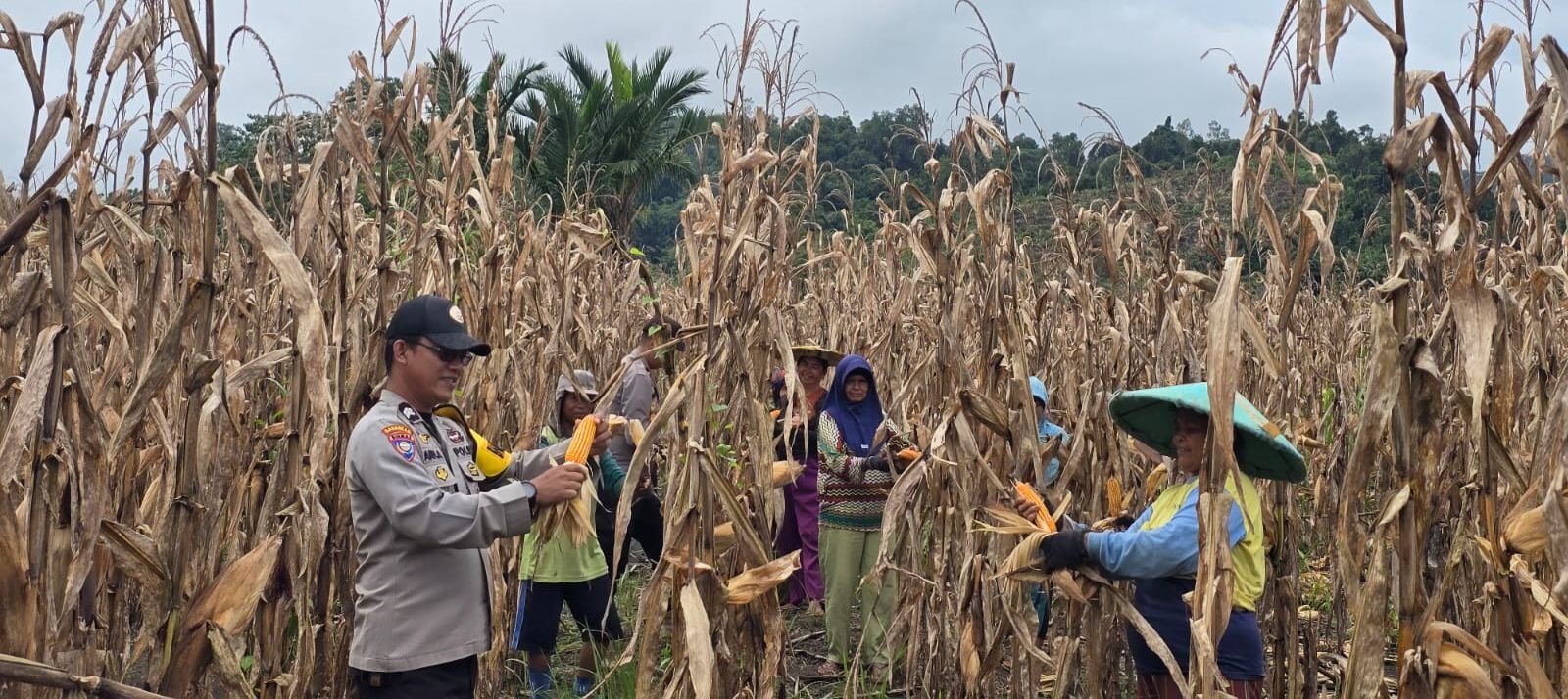 Kawal Petani Jagung Kalumpang dari Masa Tanam hingga Lolos Standar Bulog, Kapolsek Kalumpang Turun Tangan!