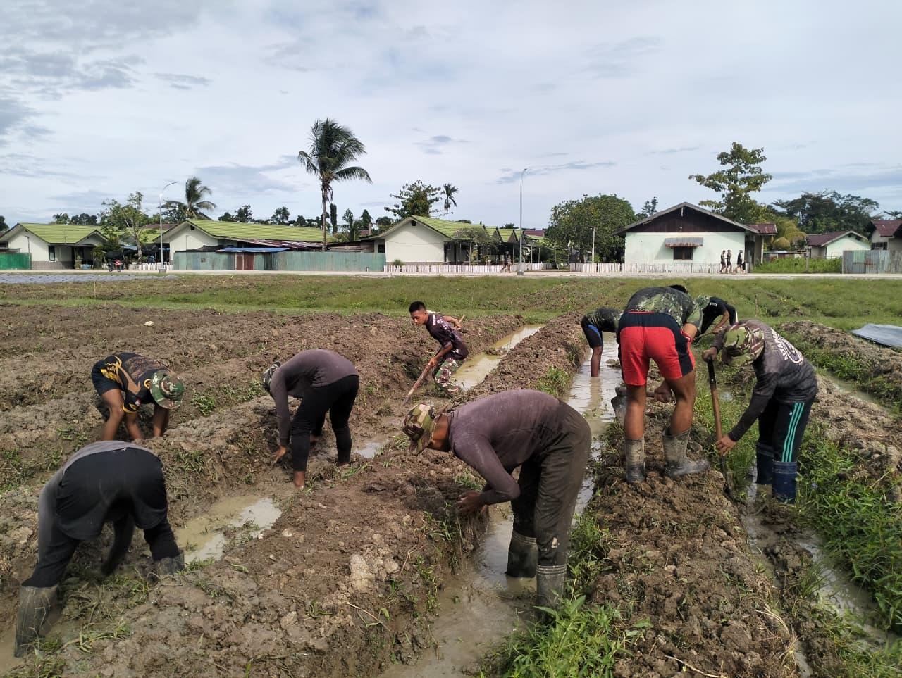 Panas! TNI Turun ke Sawah di Papua, Yonif 804/DBAY Genjot Produksi Padi, Cabai, dan Jagung Demi Ketahanan Pangan
