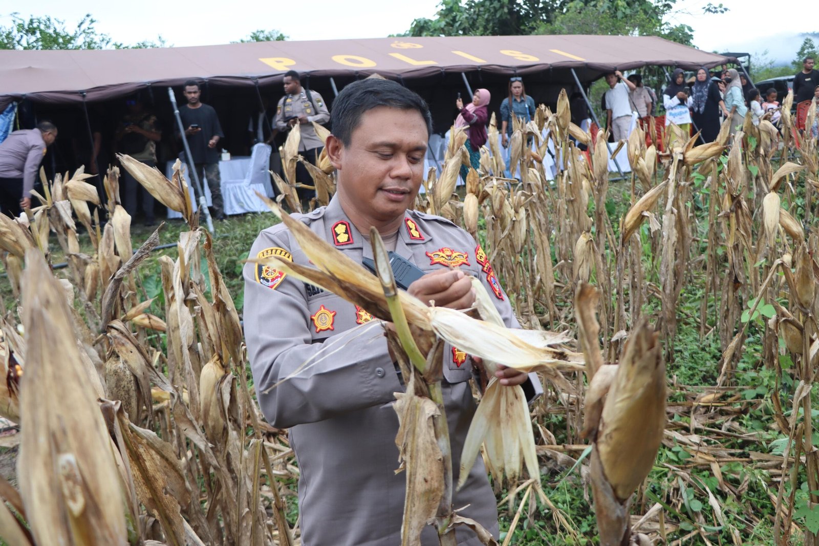 4 Ton Jagung Dipanen di Nabire, Irwasda dan Kapolres Turun Langsung ke Ladang! Program Swasembada Pangan Papua Tengah Makin Ngebut