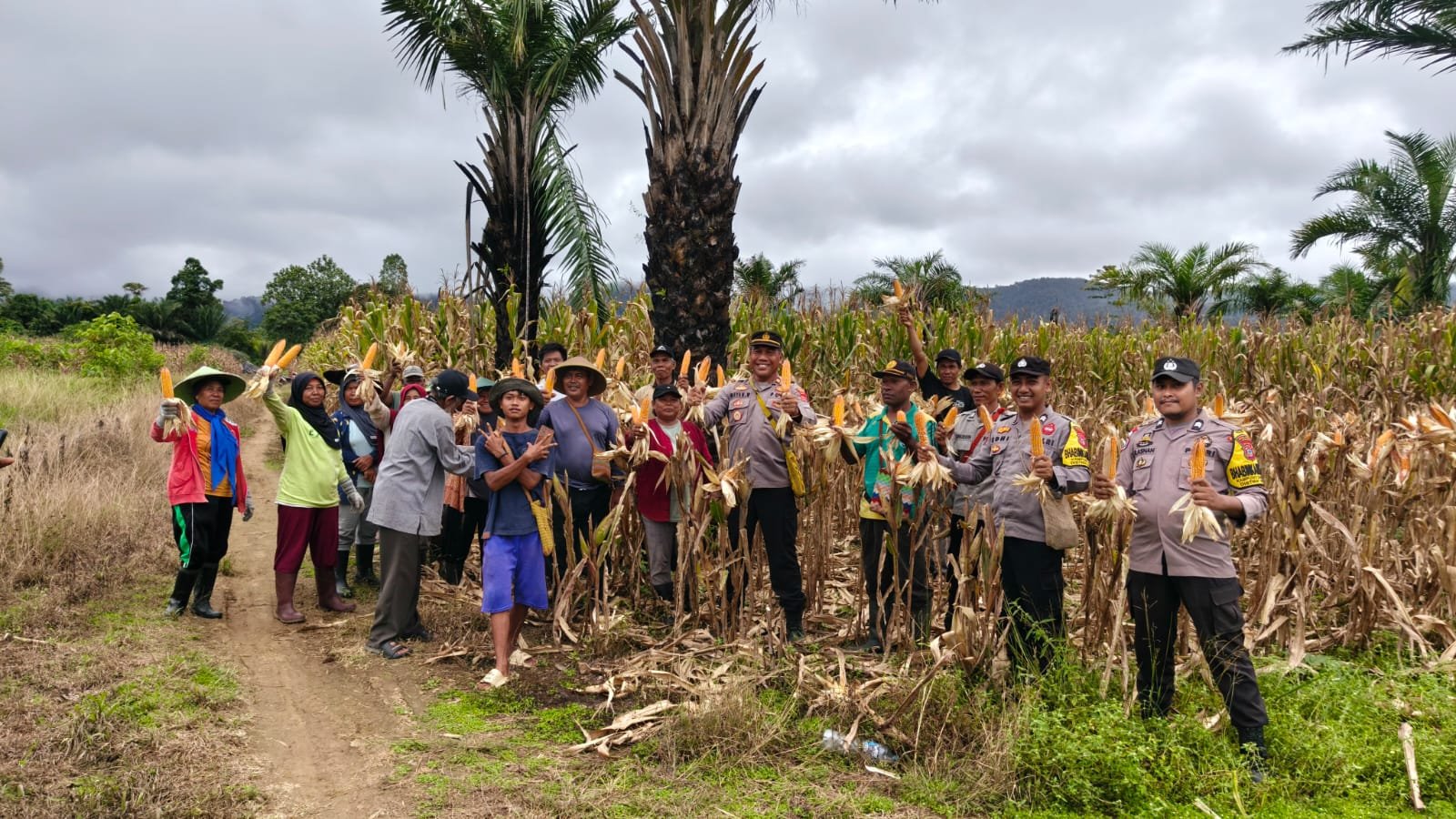 Panen Raya Jagung di Nabire Tembus 4 Ton, Polisi dan Petani Kompak Dorong Swasembada Pangan